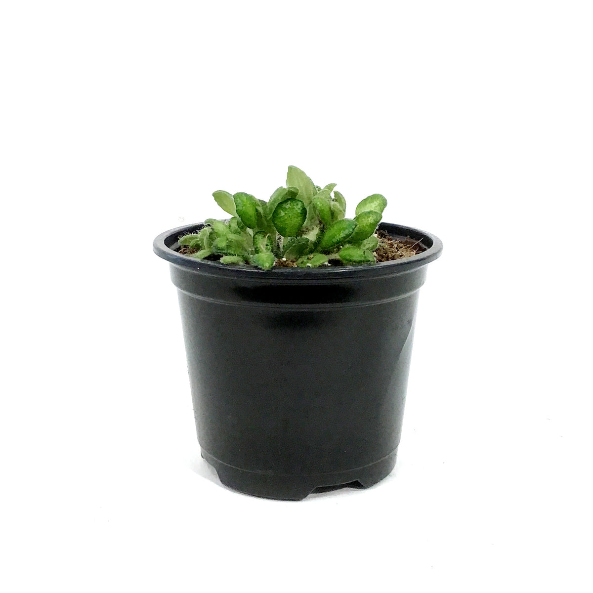 Petrocosmea, 4.5in, Cryptica