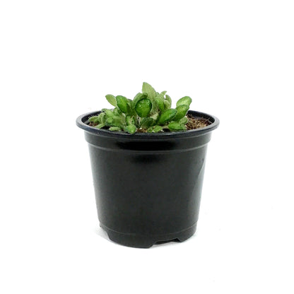 Petrocosmea, 4.5in, Cryptica
