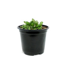 Load image into Gallery viewer, Petrocosmea, 4.5in, Cryptica
