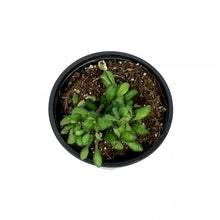 Load image into Gallery viewer, Petrocosmea, 4.5in, Cryptica
