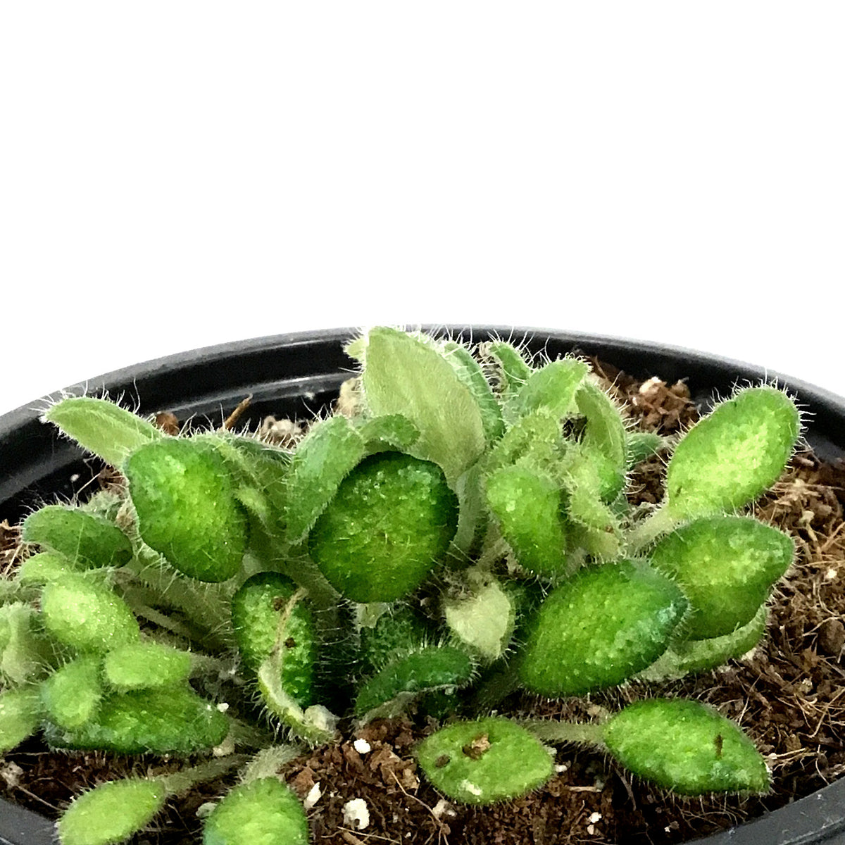 Petrocosmea, 4.5in, Cryptica