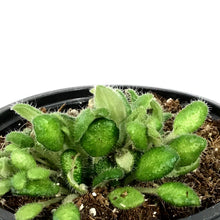 Load image into Gallery viewer, Petrocosmea, 4.5in, Cryptica
