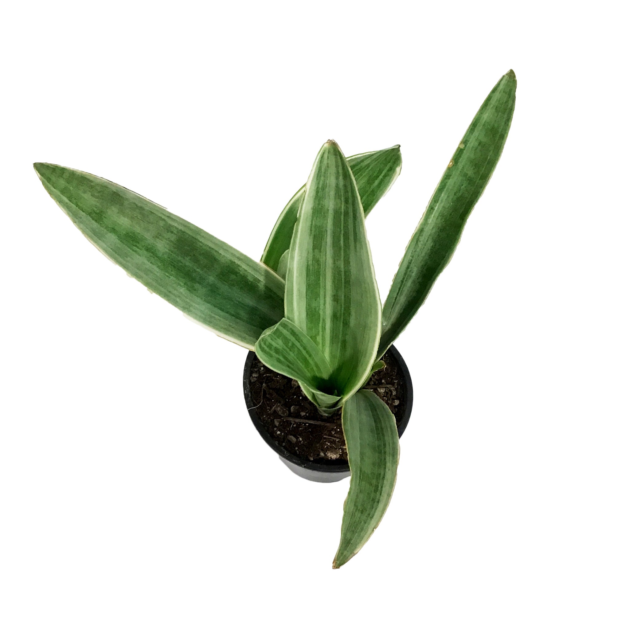 siam silver sansevieria Sansevieria, 4.5in, Siam Silver – Floral Acres Greenhouse & Garden Centre