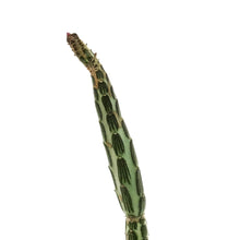 Load image into Gallery viewer, Pickle Plant, 2in, Senecio stapeliiformis
