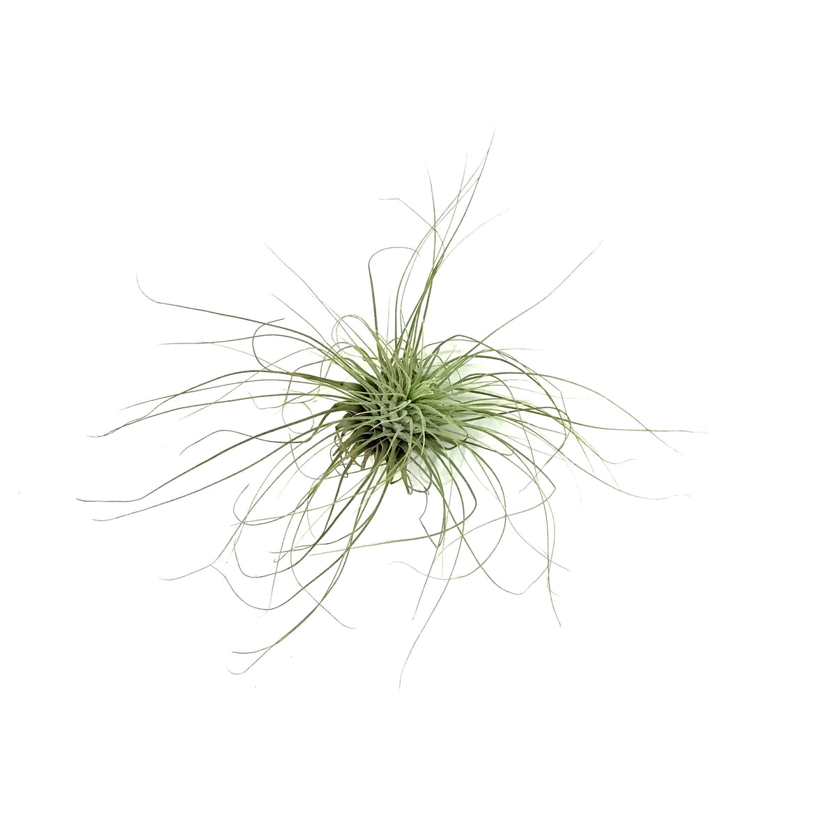 Tillandsia Fuchsii