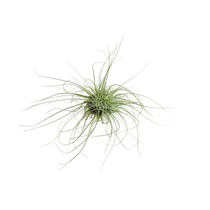 Tillandsia Fuchsii
