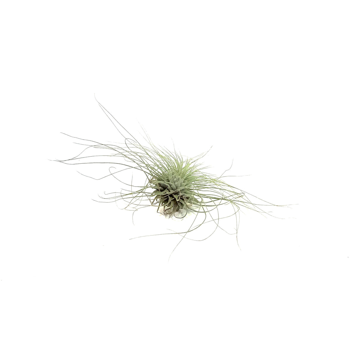 Tillandsia Fuchsii