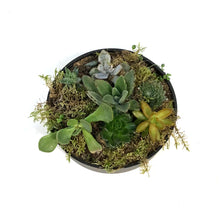 Load image into Gallery viewer, Planter, 8in, Succulent Capri Bowl, Assorted
