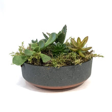 Load image into Gallery viewer, Planter, 8in, Succulent Capri Bowl, Assorted
