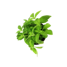 Load image into Gallery viewer, Lipstick Plant, 4in, Anteres
