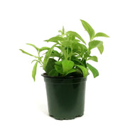 Lipstick Plant, 4in, Anteres