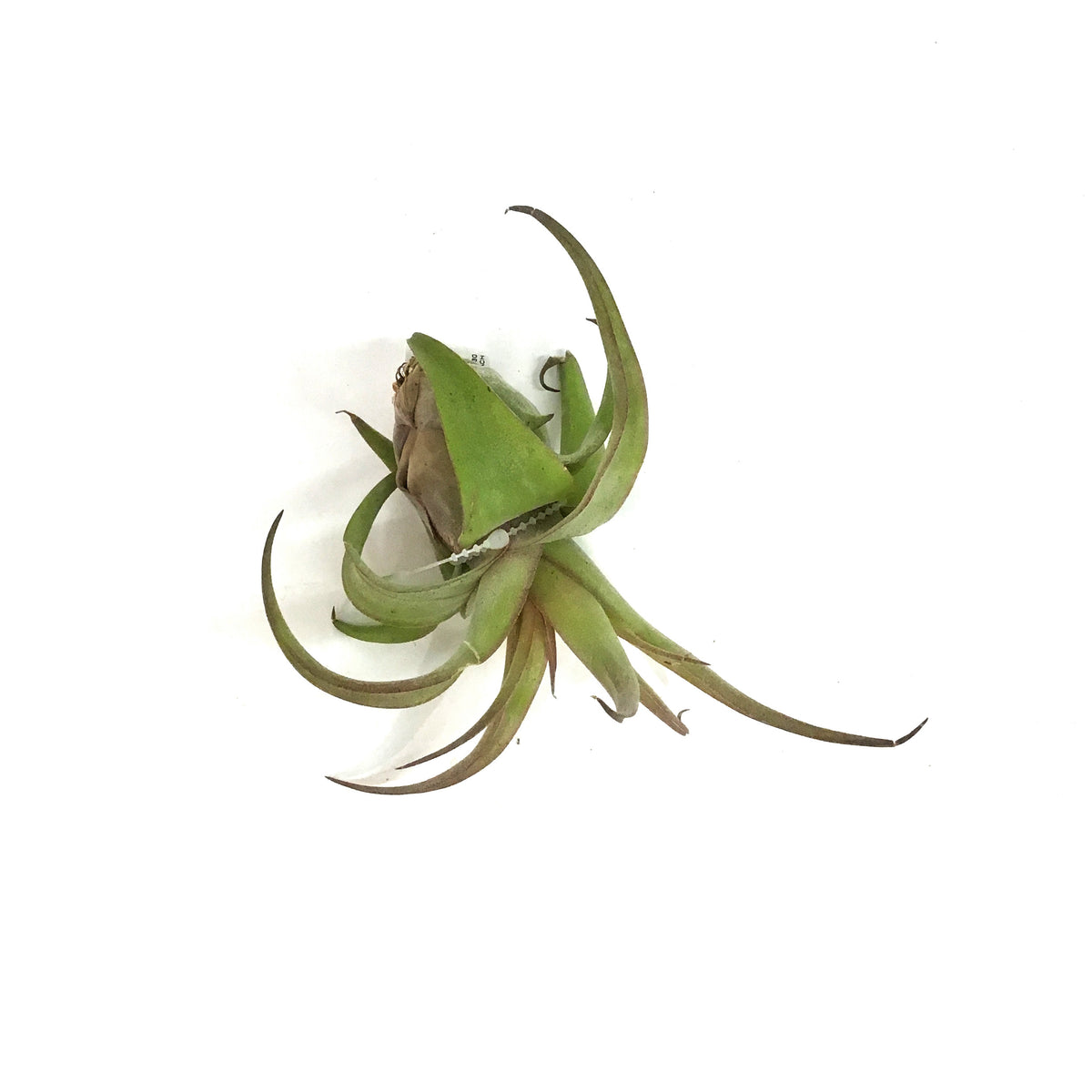 Tillandsia Capitata 'Peach', Extra Large