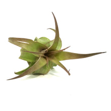 Load image into Gallery viewer, Tillandsia Capitata &#39;Peach&#39;, Extra Large
