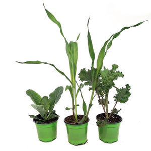 Funky Foods, 4in
