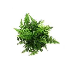 Fern, 4in, Rock