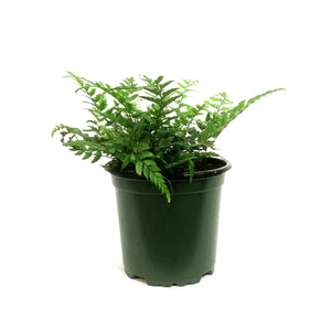 Fern, 4in, Rock