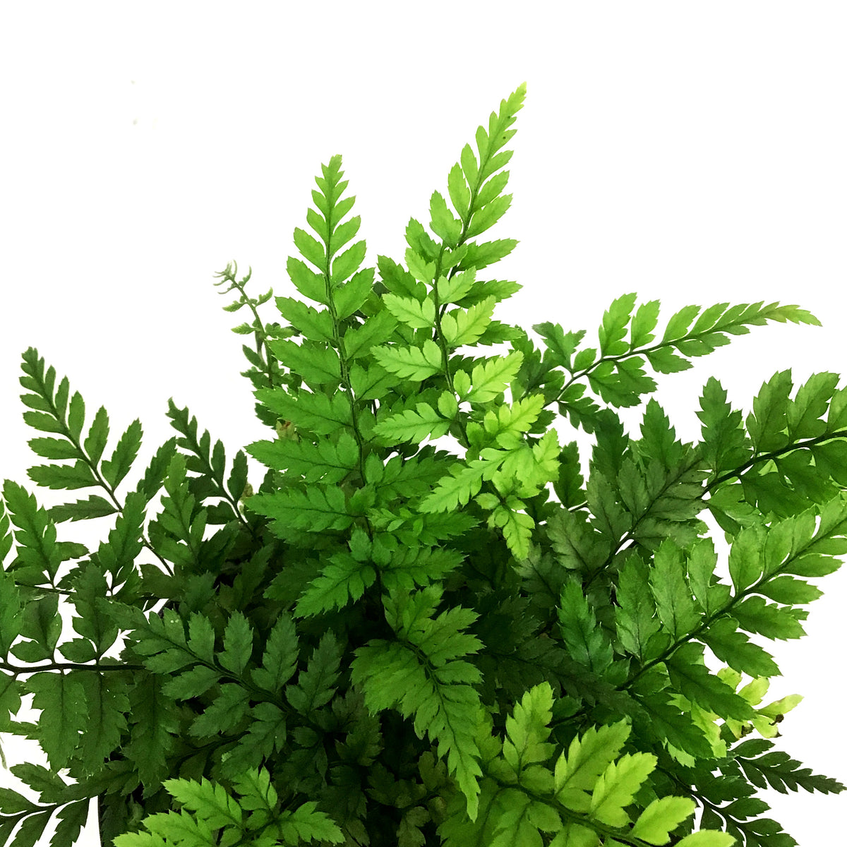 Fern, 4in, Rock