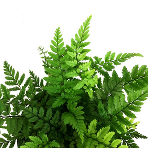 Fern, 4in, Rock