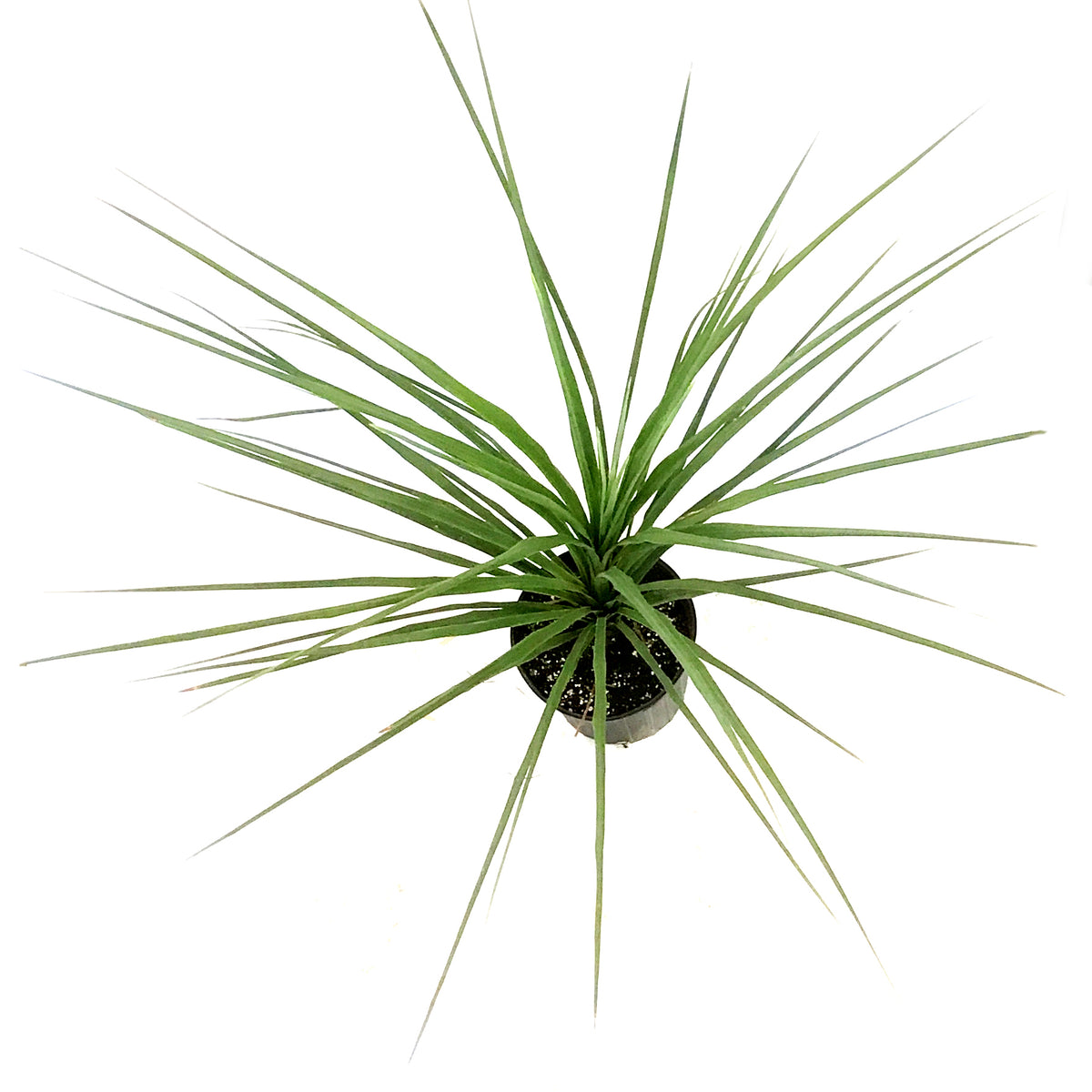Annual, 2gal Dracaena, Assorted