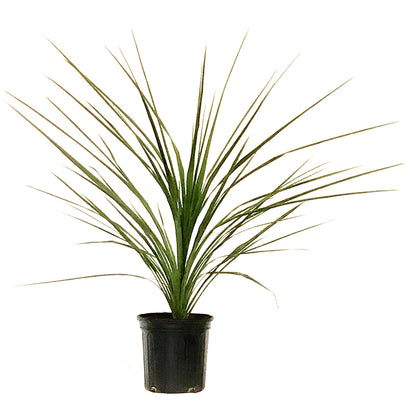 Annual, 2gal Dracaena, Assorted