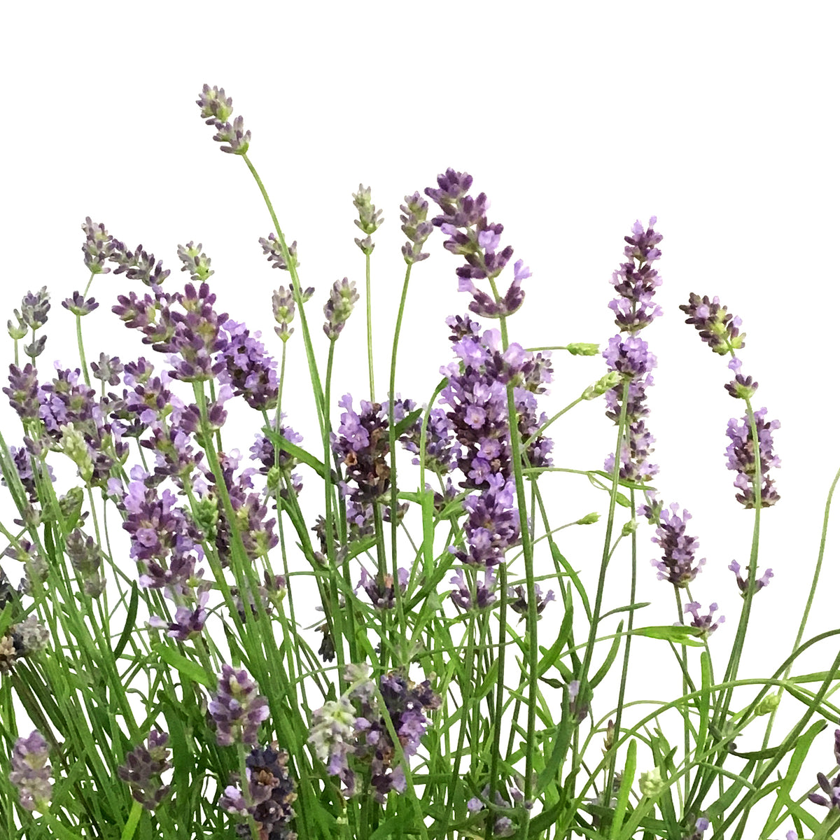 Lavender, 9in, English, Essence Purple
