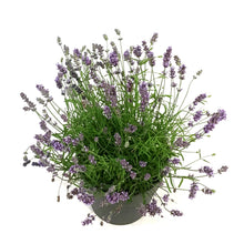 Load image into Gallery viewer, Lavender, 9in, English, Essence Purple
