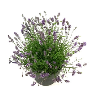 Lavender, 9in, English, Essence Purple