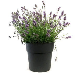 Lavender, 9in, English, Essence Purple