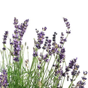 Lavender, 9in, English, Hidcote Blue