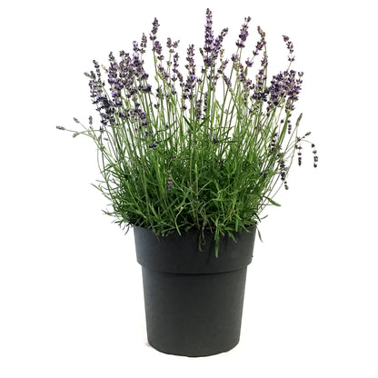 Lavender, 9in, English, Hidcote Blue