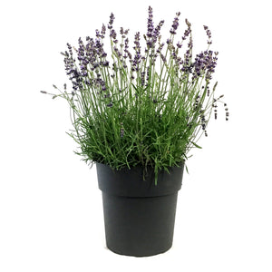 Lavender, 9in, English, Hidcote Blue