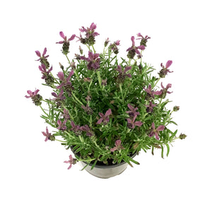 Lavender, 1 gal, Spanish, Anouk Deep Rose