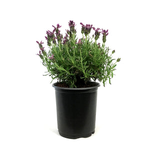 Lavender, 1 gal, Spanish, Anouk Deep Rose