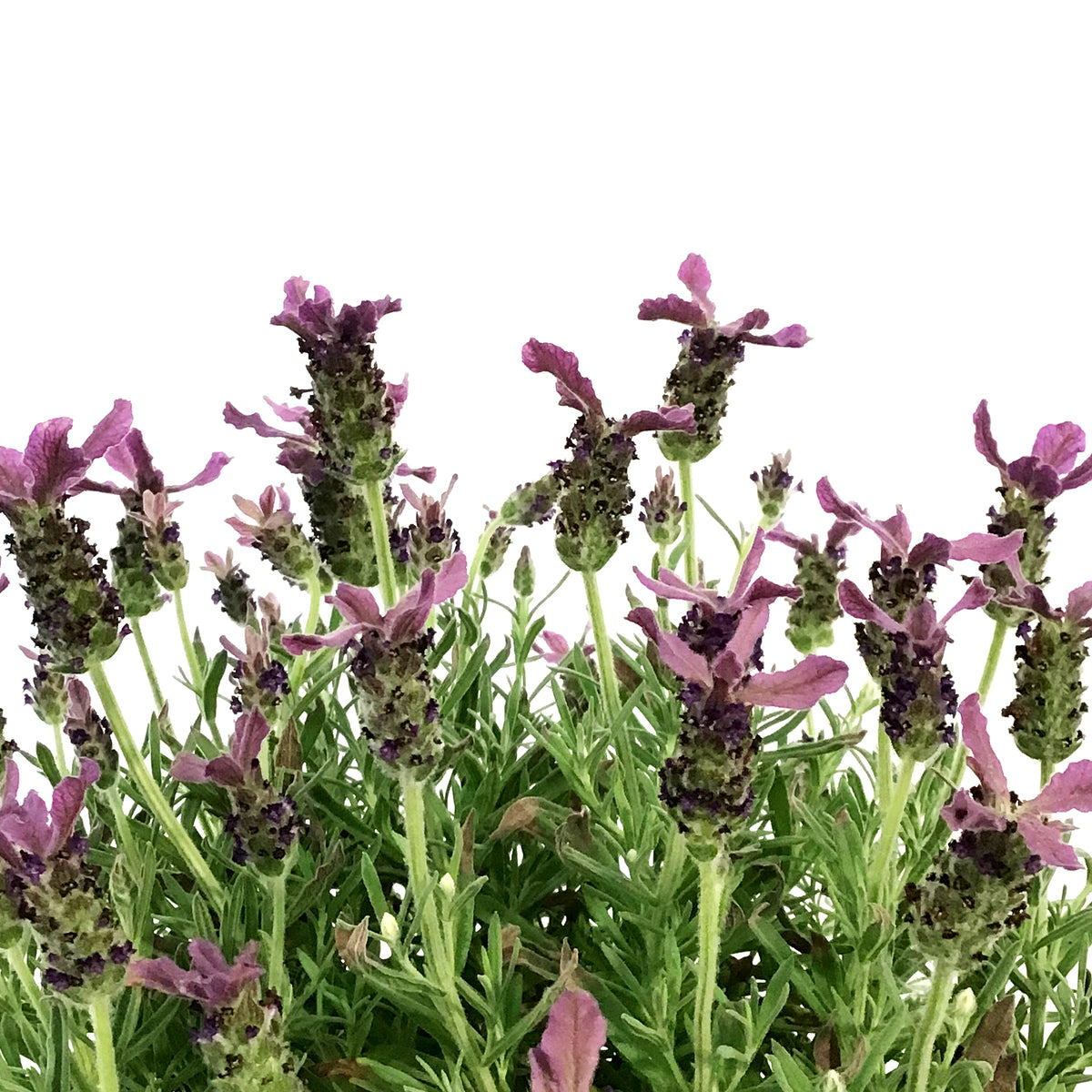 Lavender, 1 gal, Spanish, Anouk Deep Rose