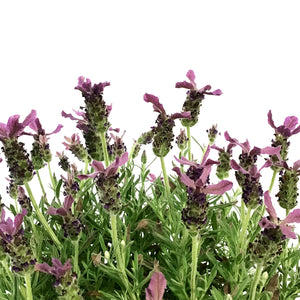 Lavender, 1 gal, Spanish, Anouk Deep Rose