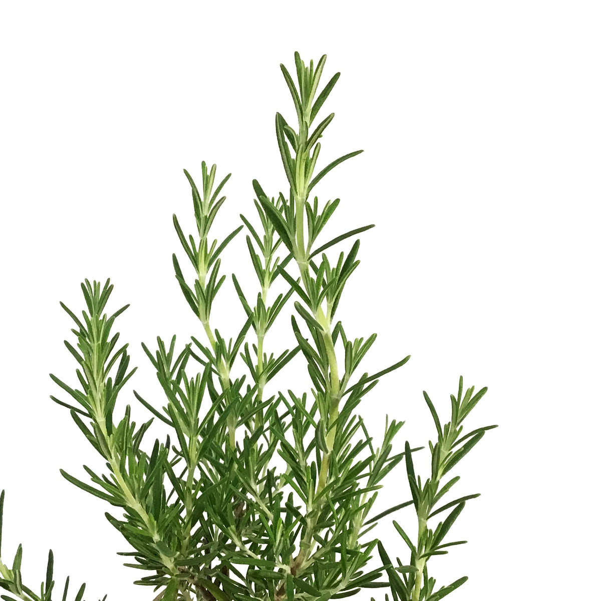 Rosemary, 1 gal, Upright Blue Standard