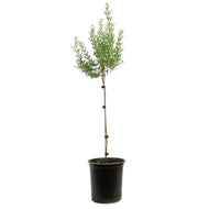 Rosemary, 1 gal, Upright Blue Standard