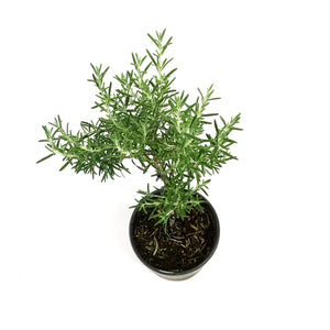 Rosemary, 1 gal, Upright Blue Standard