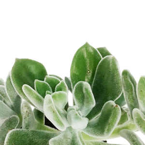 Succulent, 3.5in, Echeveria Frosty