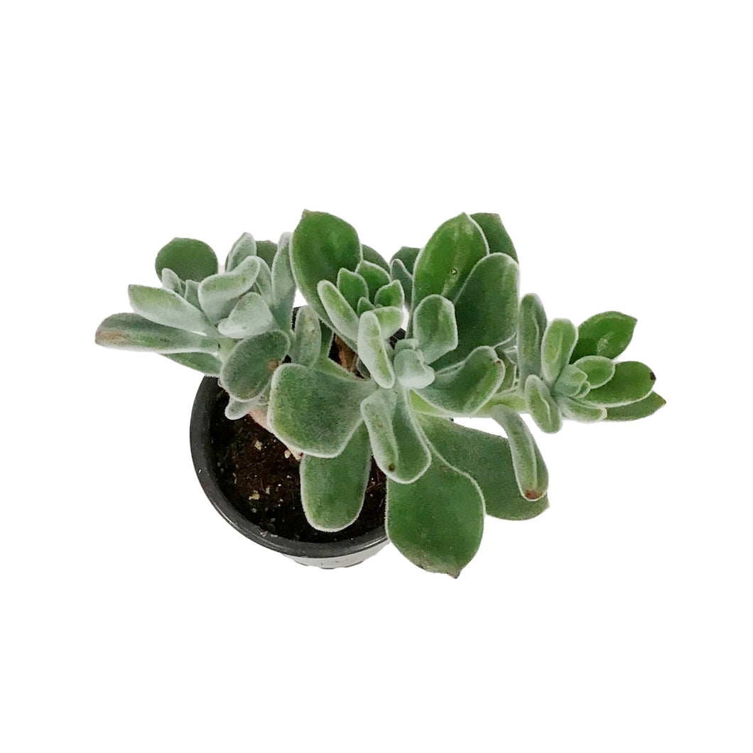 Succulent, 3.5in, Echeveria Frosty