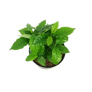 Coffee Plant, 6in, Arabica