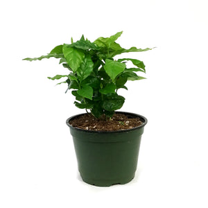 Coffee Plant, 6in, Arabica