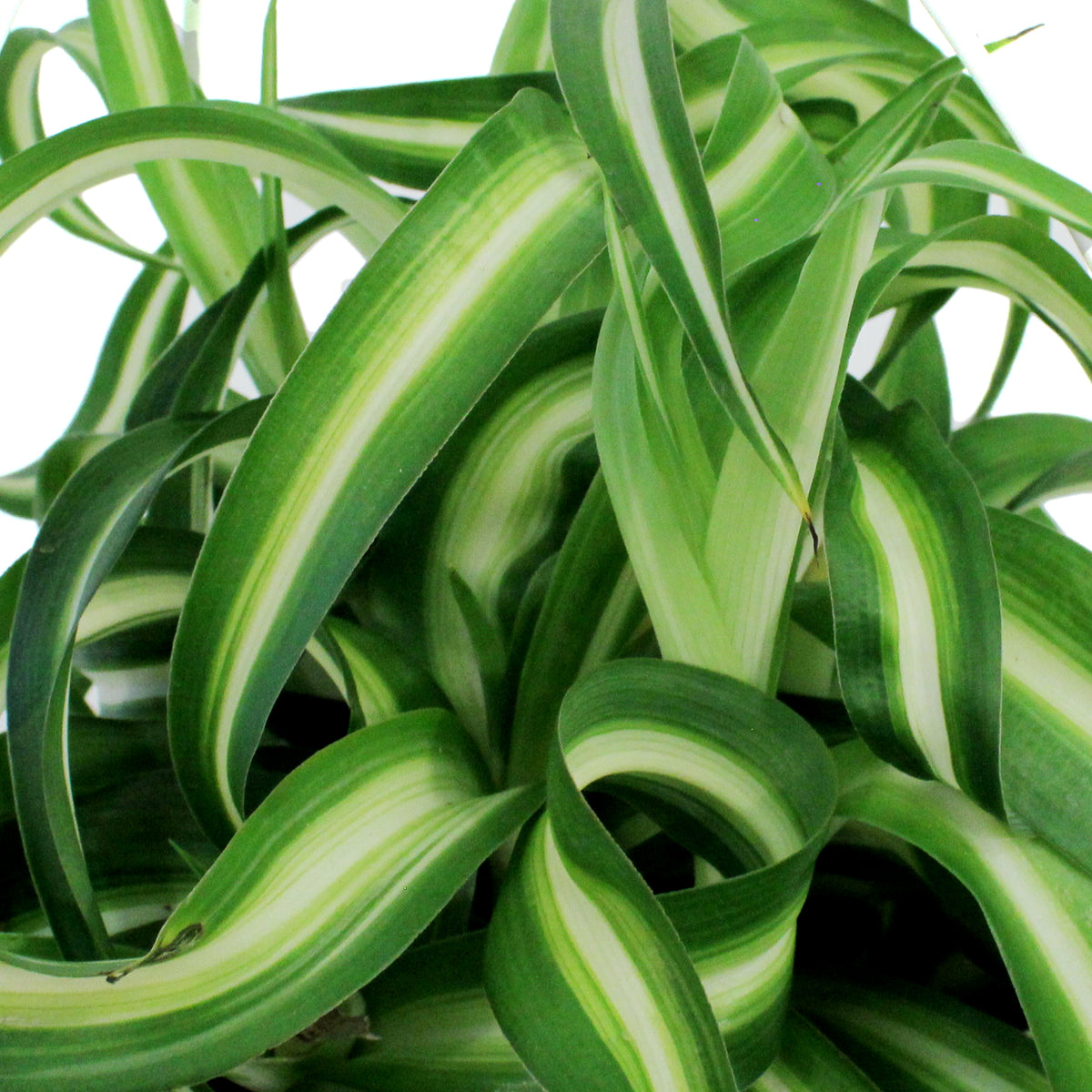 Spider Plant, 7in HB, Curly Bonnie
