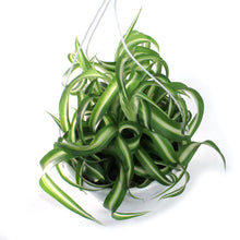 Load image into Gallery viewer, Spider Plant, 7in HB, Curly Bonnie
