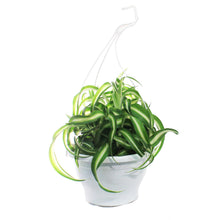 Load image into Gallery viewer, Spider Plant, 7in HB, Curly Bonnie
