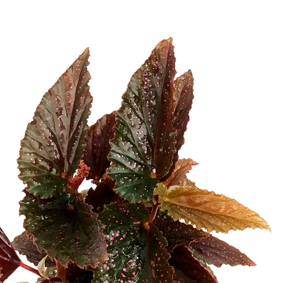 Begonia, 4in, Mac Pink Spot
