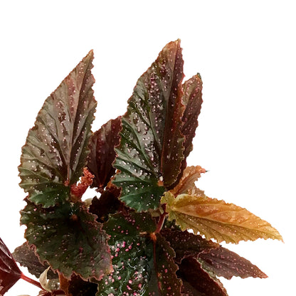 Begonia, 4in, Mac Pink Spot