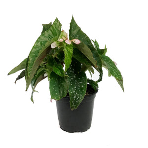 Begonia, 4in, Mac Silver Spot