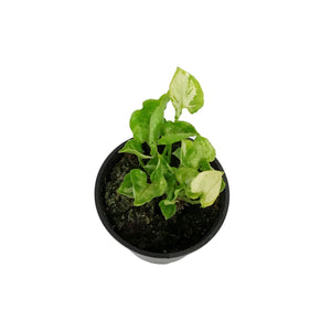 Syngonium, 4in, Golden