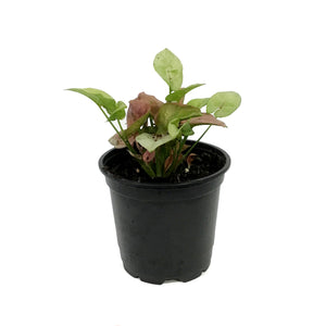 Syngonium, 4in, Red Heart